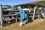 17 هزار راس گاو شیری در شهرستان مبارکه به صورت کاملا رایگان مورد تست سل قرار گرفتند
